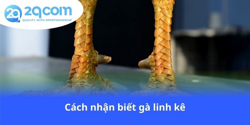 cach-nhan-biet-ga-linh-ke