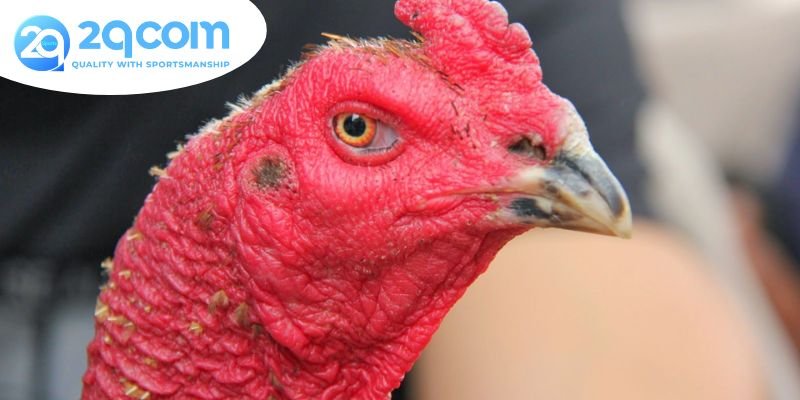 Cách nhận biết gà linh kê - Đặc điểm nổi bật và yếu tố huyền bí 2 Đặc điểm ngoại hình của gà linh kê
