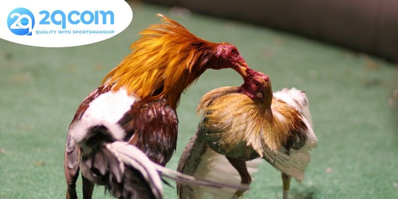 Cách nhận biết gà linh kê - Đặc điểm nổi bật và yếu tố huyền bí 4 Các yếu tố tâm linh và truyền thuyết