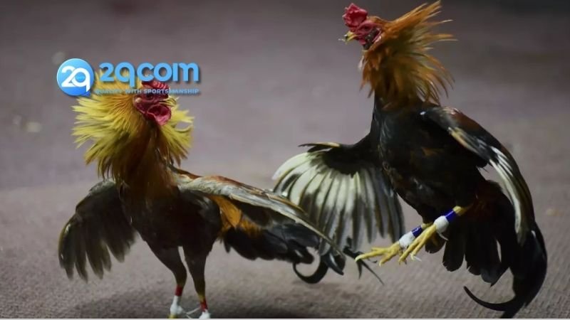 Đá Gà 2qcom - Trải Nghiệm Sân Chơi Đỉnh Cao Cho Kê Thủ 3 Kinh nghiệm chơi hiệu quả để giành chiến thắng ở Đá Gà 2qcom