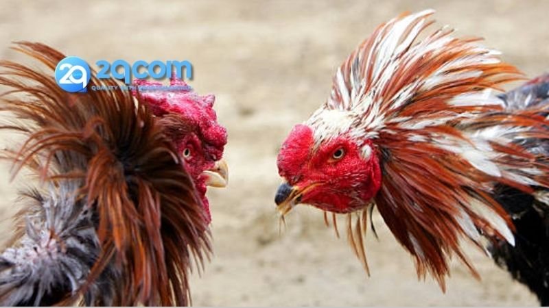 Đá Gà 2qcom - Trải Nghiệm Sân Chơi Đỉnh Cao Cho Kê Thủ 1 Tại sao lựa chọn Đá Gà 2qcom?