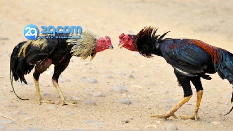 Đá Gà 2qcom - Trải Nghiệm Sân Chơi Đỉnh Cao Cho Kê Thủ 2 Các loại hình cược được sử dụng ở trong Đá Gà 2qcom