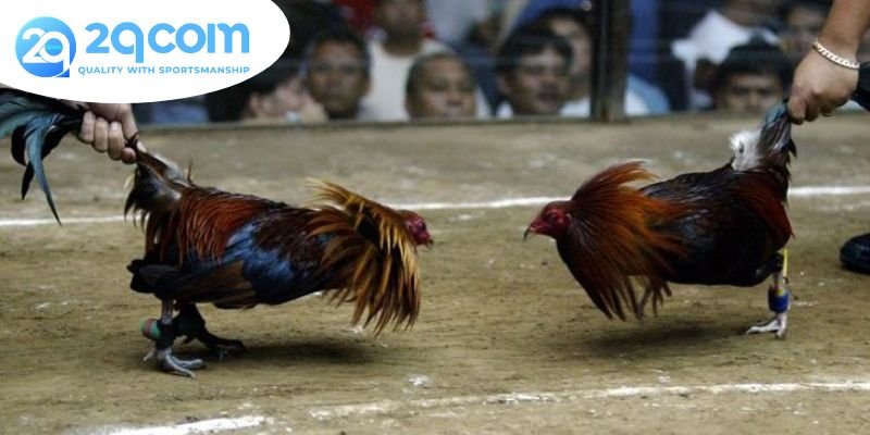 Đá gà cựa dao philippines: Khám Phá Nghệ Thuật Chiến Đấu 3 Quy trình tổ chức đá gà cựa dao