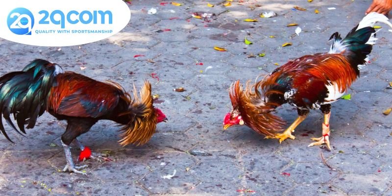 Đá gà cựa dao philippines: Khám Phá Nghệ Thuật Chiến Đấu 2 Giới thiệu về đá gà cựa dao philippines